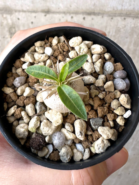 【現品限り】パキポディウム・エニグマチカム【Z27】 Pachypodium enigmaticum