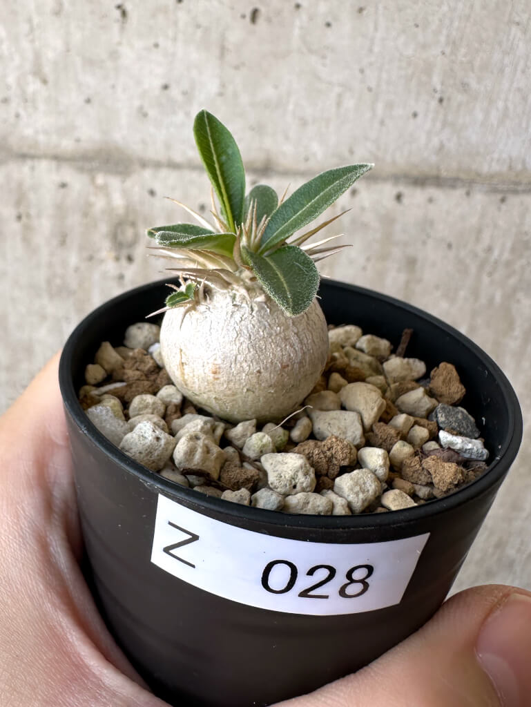 【現品限り】パキポディウム・エニグマチカム【Z28】 Pachypodium enigmaticum
