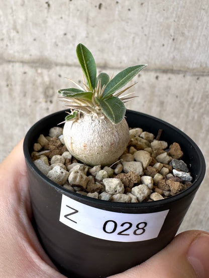 【現品限り】パキポディウム・エニグマチカム【Z28】 Pachypodium enigmaticum