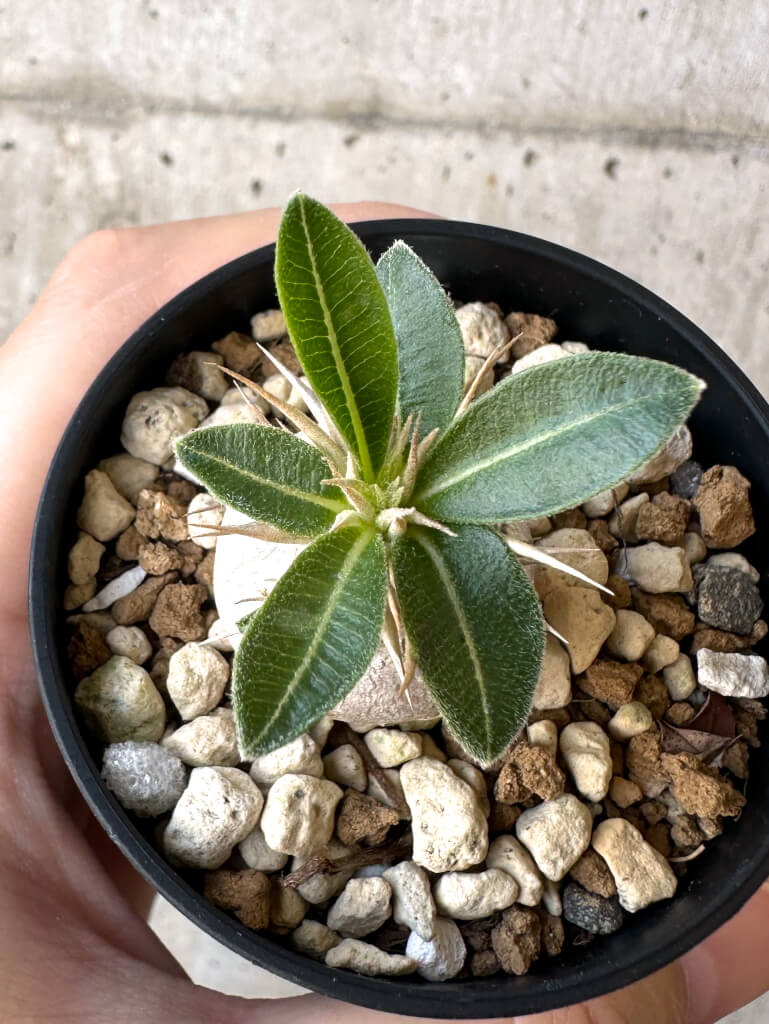 【現品限り】パキポディウム・エニグマチカム【Z28】 Pachypodium enigmaticum