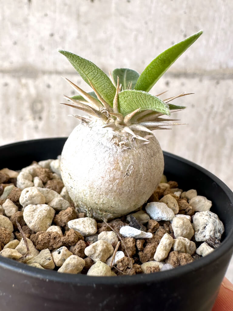 【現品限り】パキポディウム・エニグマチカム【Z28】 Pachypodium enigmaticum