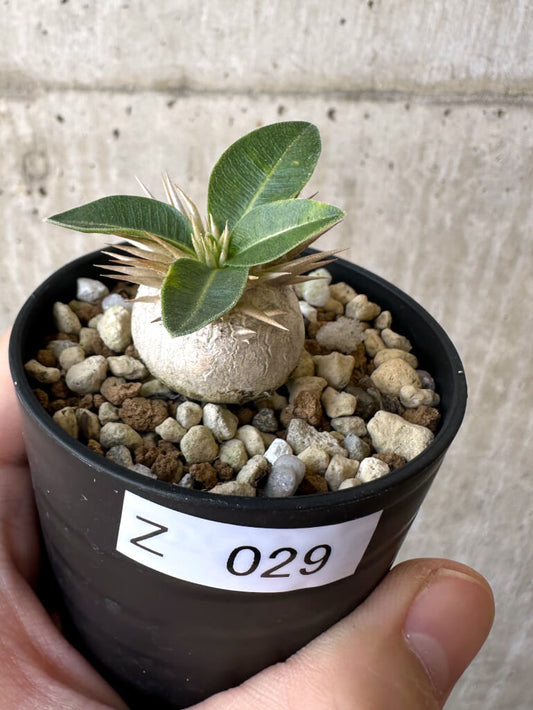 【現品限り】パキポディウム・エニグマチカム【Z29】 Pachypodium enigmaticum