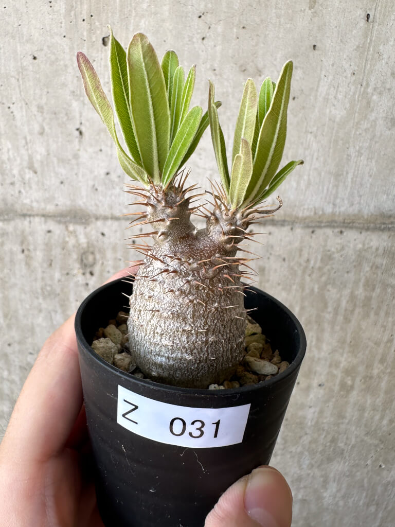 現品限り】パキポディウム・グラキリス 実生【Z31】 Pachypodium