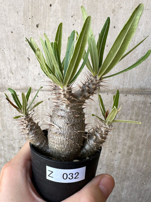 【現品限り】パキポディウム・グラキリス 実生【Z32】 Pachypodium gracilius