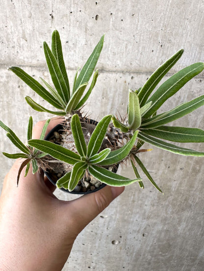 【現品限り】パキポディウム・グラキリス 実生【Z32】 Pachypodium gracilius