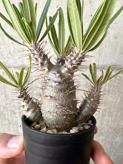 【現品限り】パキポディウム・グラキリス 実生【Z32】 Pachypodium gracilius