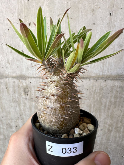 【現品限り】パキポディウム・グラキリス 実生【Z33】 Pachypodium gracilius