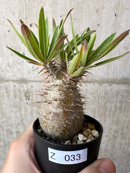 【現品限り】パキポディウム・グラキリス 実生【Z33】 Pachypodium gracilius