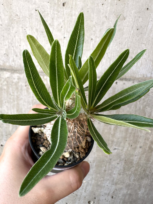 【現品限り】パキポディウム・グラキリス 実生【Z34】 Pachypodium gracilius