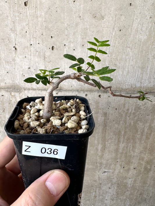 【現品限り】コミフォラ・モンストローサ【Z36】 Commiphora monstruosa