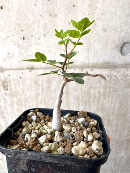 【現品限り】コミフォラ・モンストローサ【Z37】 Commiphora monstruosa
