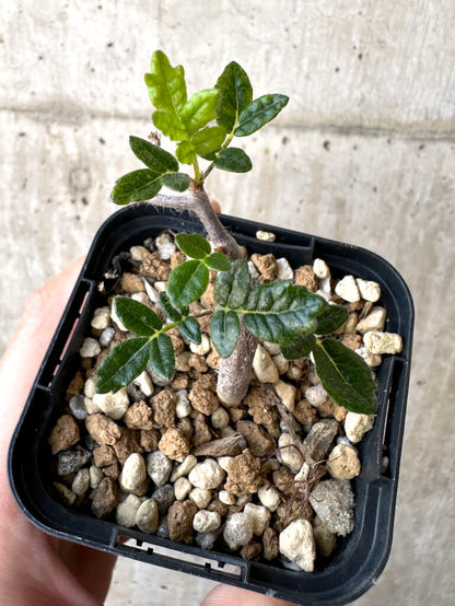 【現品限り】コミフォラ・モンストローサ【Z38】 Commiphora monstruosa