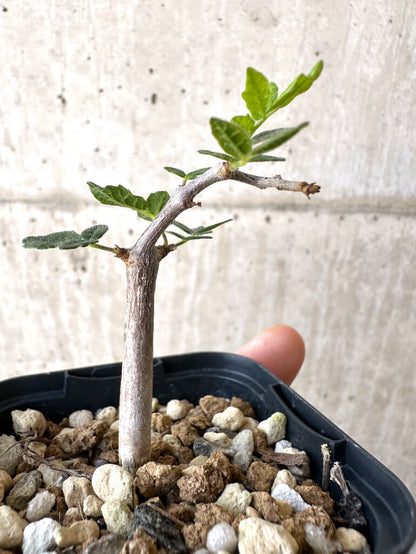 【現品限り】コミフォラ・モンストローサ【Z38】 Commiphora monstruosa
