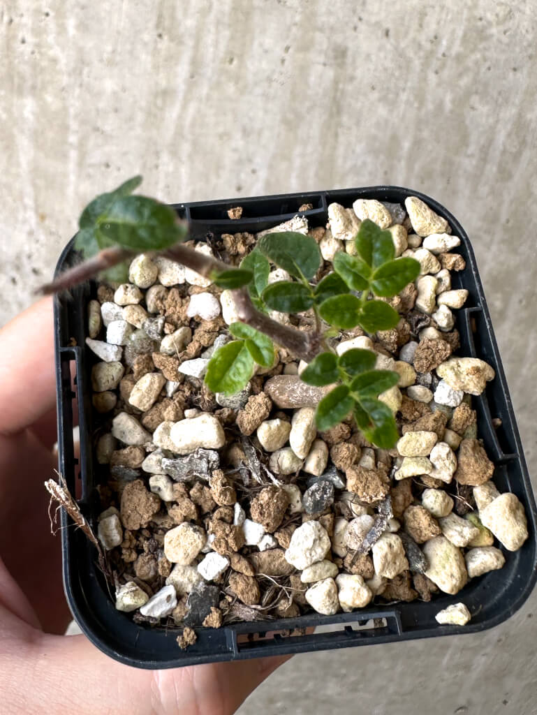 現品限り】コミフォラ・モンストローサ【Z39】 Commiphora monstruosa