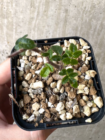 【現品限り】コミフォラ・モンストローサ【Z39】 Commiphora monstruosa