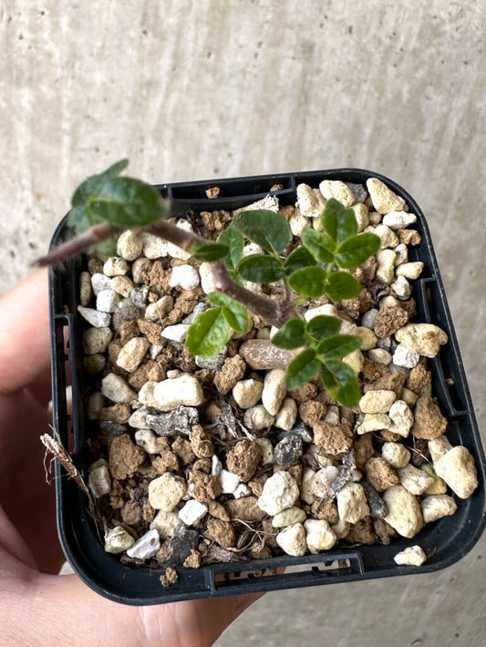 【現品限り】コミフォラ・モンストローサ【Z39】 Commiphora monstruosa