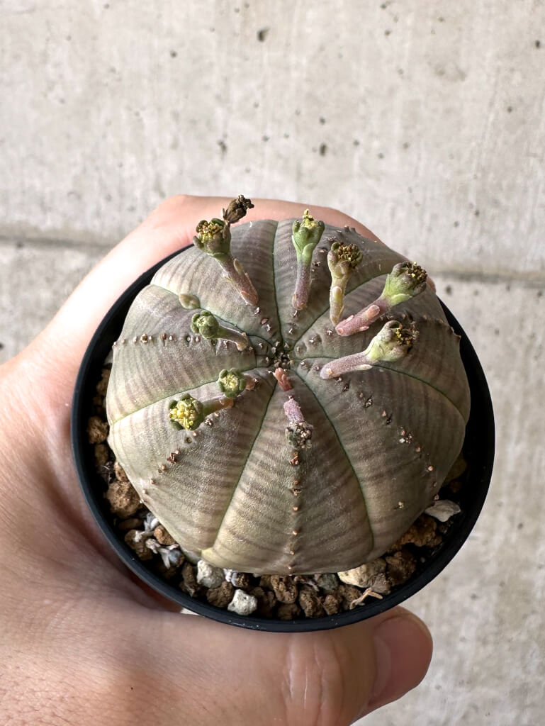 【現品限り】ユーフォルビア・オベサ【Z3】 Euphorbia obesa