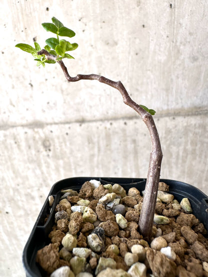 【現品限り】コミフォラ・モンストローサ【Z40】 Commiphora monstruosa