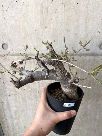 【現品限り】ボスウェリア・ネグレクタ 現地株 発根済み 長期管理【Z41】 Boswellia neglecta