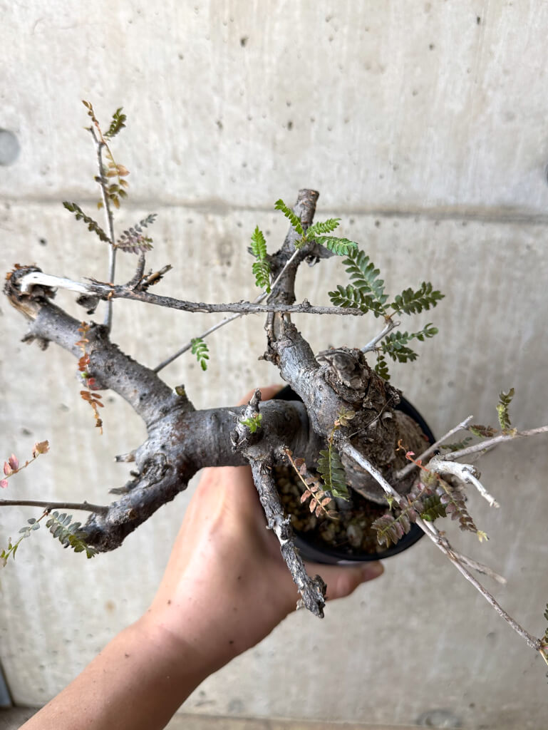 【現品限り】ボスウェリア・ネグレクタ 現地株 発根済み 長期管理【Z41】 Boswellia neglecta