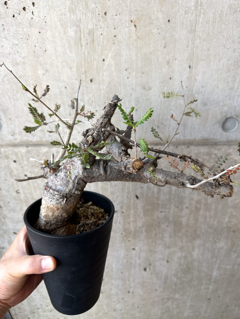 【現品限り】ボスウェリア・ネグレクタ 現地株 発根済み 長期管理【Z41】 Boswellia neglecta