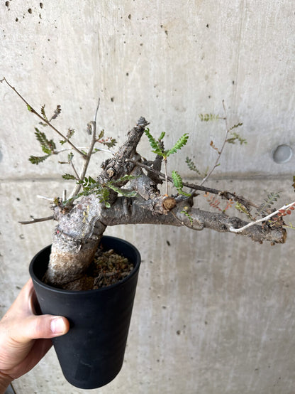 【現品限り】ボスウェリア・ネグレクタ 現地株 発根済み 長期管理【Z41】 Boswellia neglecta