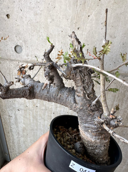 【現品限り】ボスウェリア・ネグレクタ 現地株 発根済み 長期管理【Z41】 Boswellia neglecta