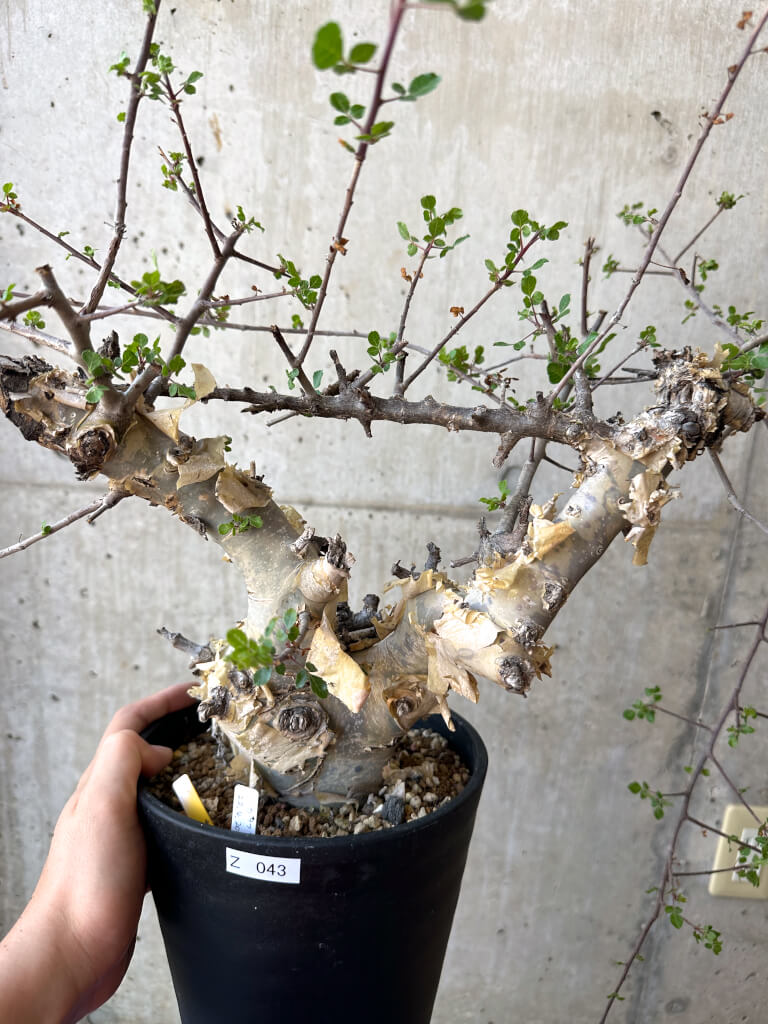 【現品限り】コミフォラ・カタフ ターカネンシス 現地株 長期管理【Z43】 Commiphora kataf turkanensis