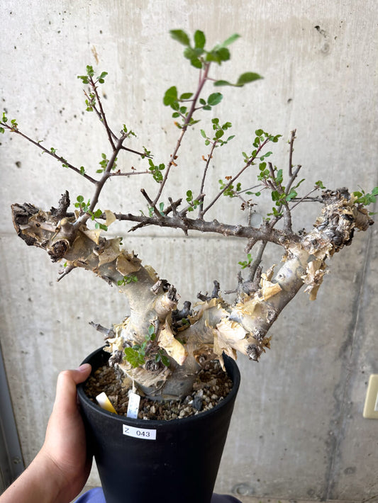 【現品限り】コミフォラ・カタフ ターカネンシス 現地株 長期管理【Z43】 Commiphora kataf turkanensis