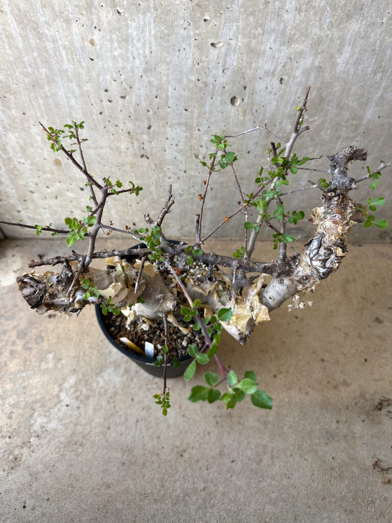 【現品限り】コミフォラ・カタフ ターカネンシス 現地株 長期管理【Z43】 Commiphora kataf turkanensis