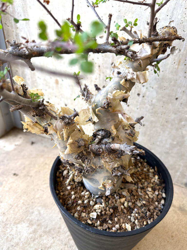 【現品限り】コミフォラ・カタフ ターカネンシス 現地株 長期管理【Z43】 Commiphora kataf turkanensis