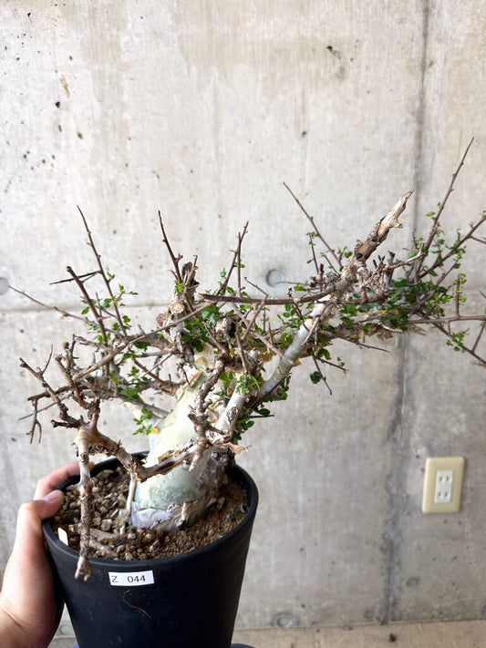 【現品限り】コミフォラ・カタフ ターカネンシス 現地株 長期管理【Z44】 Commiphora kataf turkanensis