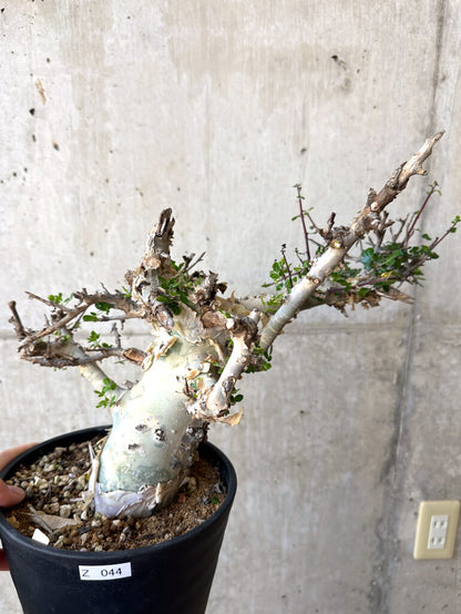 【現品限り】コミフォラ・カタフ ターカネンシス 現地株 長期管理【Z44】 Commiphora kataf turkanensis