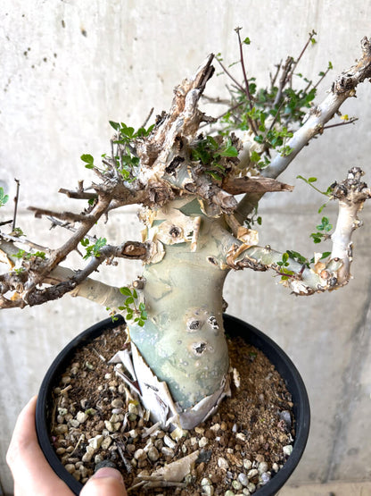【現品限り】コミフォラ・カタフ ターカネンシス 現地株 長期管理【Z44】 Commiphora kataf turkanensis