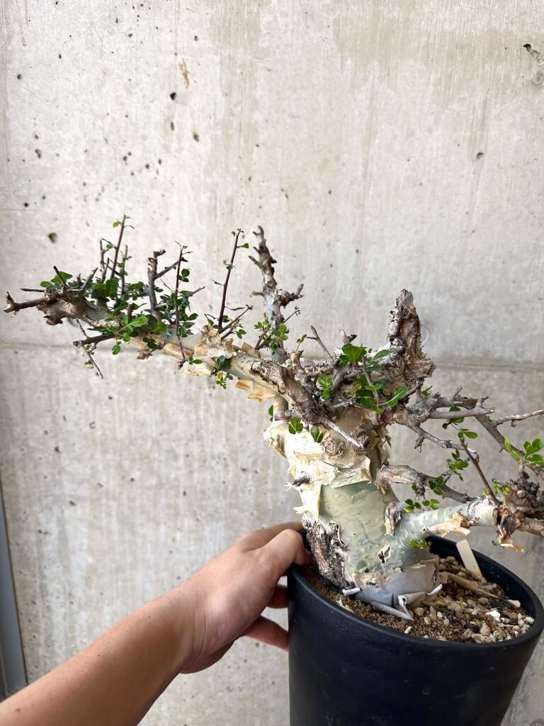 【現品限り】コミフォラ・カタフ ターカネンシス 現地株 長期管理【Z44】 Commiphora kataf turkanensis