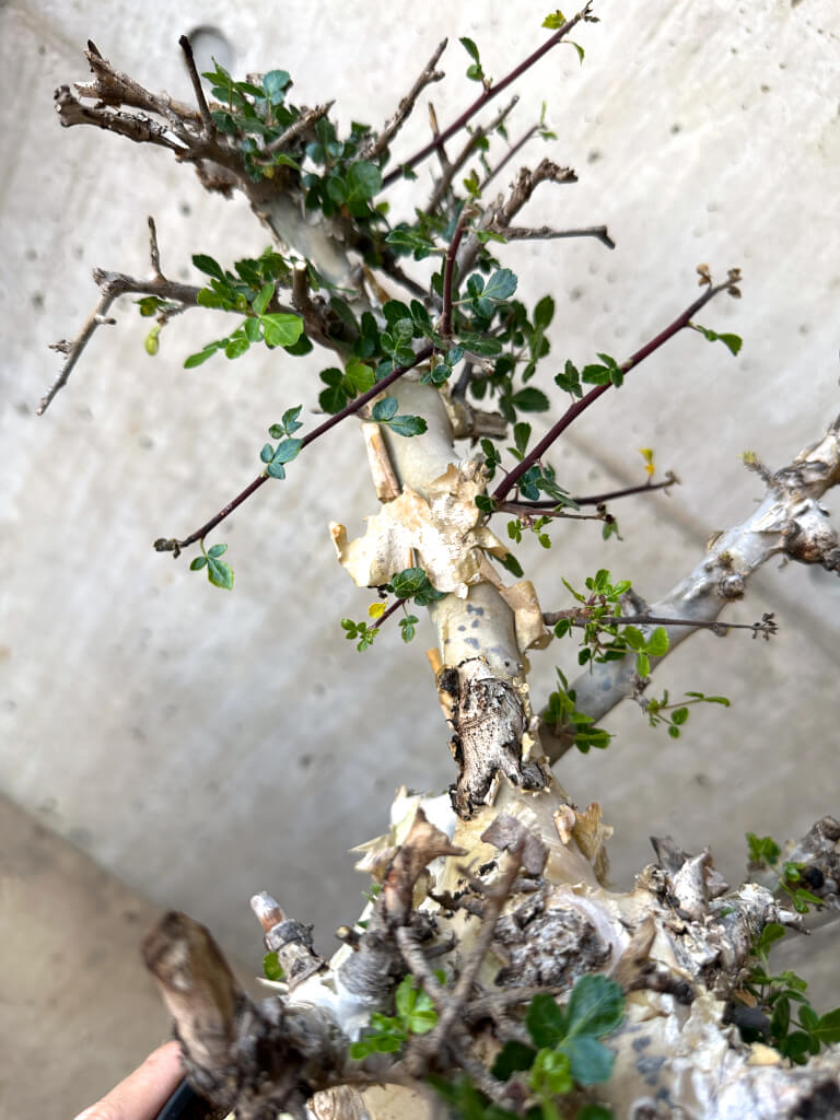 【現品限り】コミフォラ・カタフ ターカネンシス 現地株 長期管理【Z44】 Commiphora kataf turkanensis