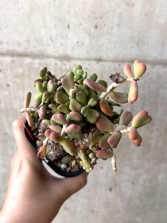 【現品限り】ケラリア・ピグマエア 現地株 大株【Z45】 Ceraria pygmaea