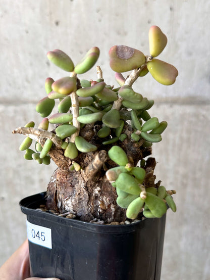 【現品限り】ケラリア・ピグマエア 現地株 大株【Z45】 Ceraria pygmaea