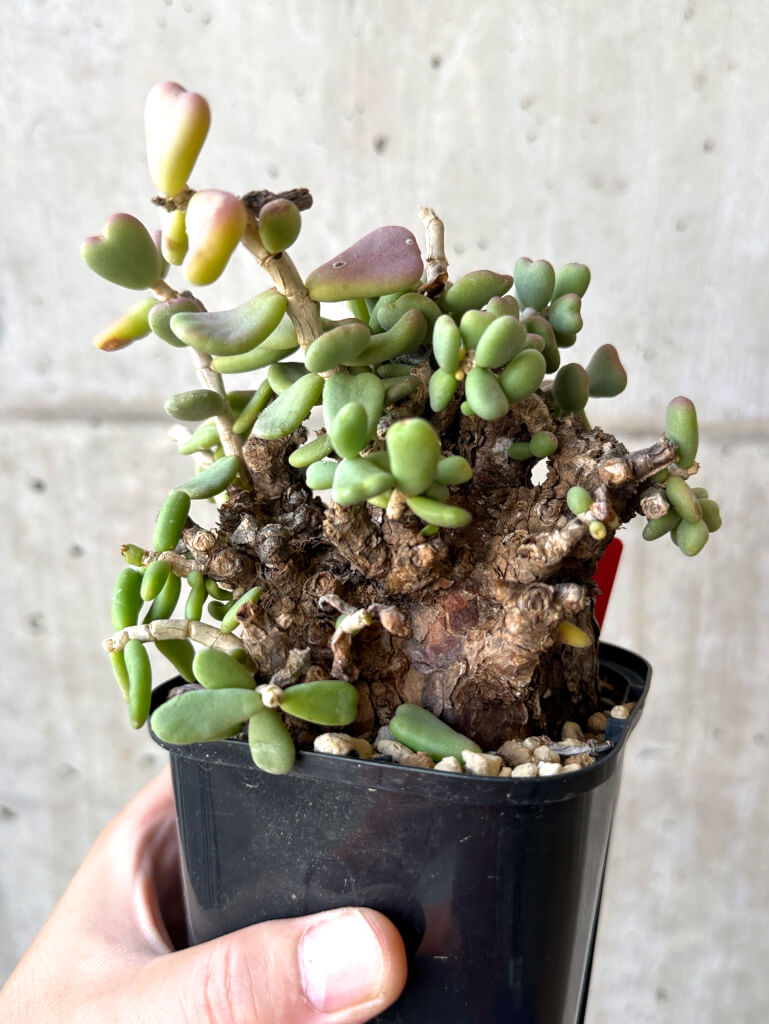 現品限り】ケラリア・ピグマエア 現地株 大株【Z45】 Ceraria pygmaea