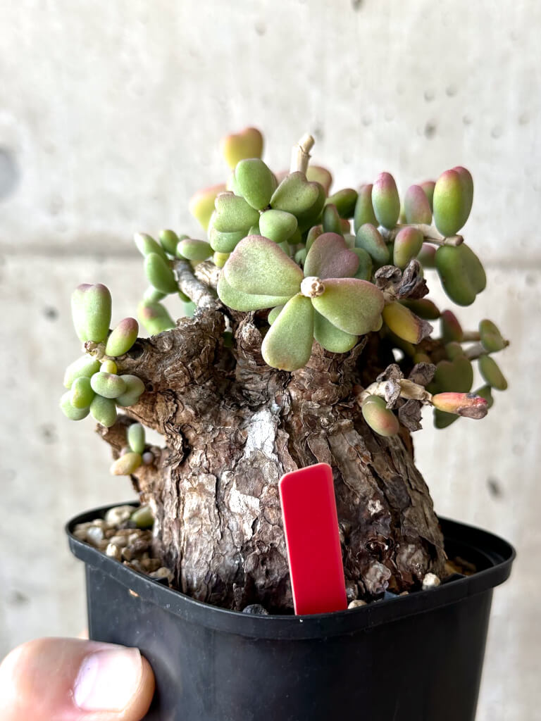 現品限り】ケラリア・ピグマエア 現地株 大株【Z45】 Ceraria pygmaea