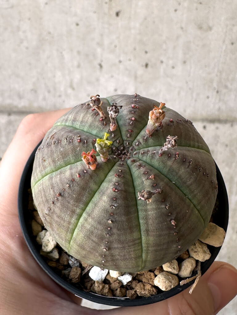 【現品限り】ユーフォルビア・オベサ【Z4】 Euphorbia obesa
