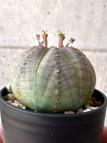 【現品限り】ユーフォルビア・オベサ【Z4】 Euphorbia obesa