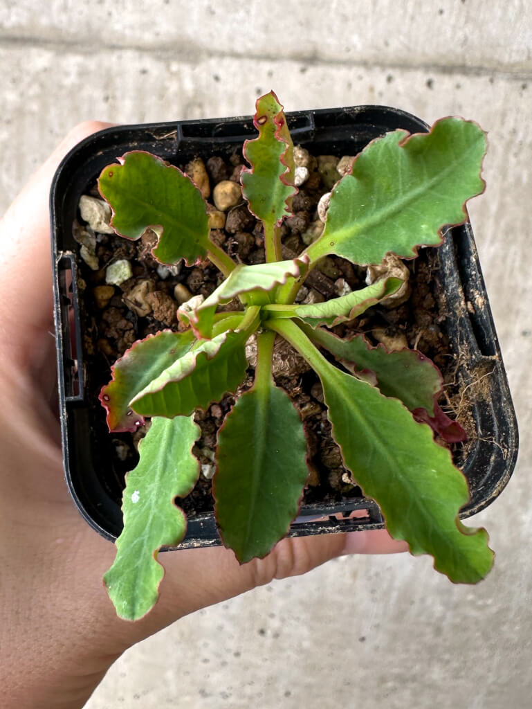 【現品限り】ユーフォルビア・フィッシュボーン(スパンリンギー)【Z6】 Euphorbia fishbone