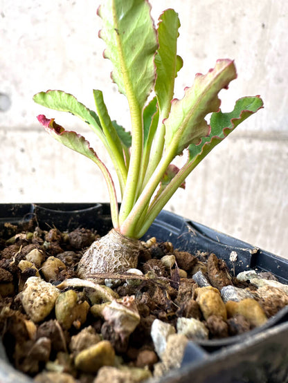 【現品限り】ユーフォルビア・フィッシュボーン(スパンリンギー)【Z6】 Euphorbia fishbone