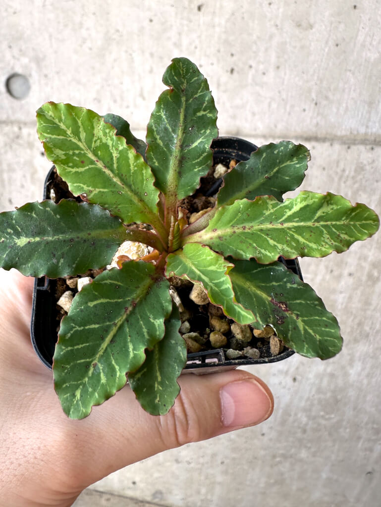 【現品限り】ユーフォルビア・フィッシュボーン(スパンリンギー)【Z7】 Euphorbia fishbone