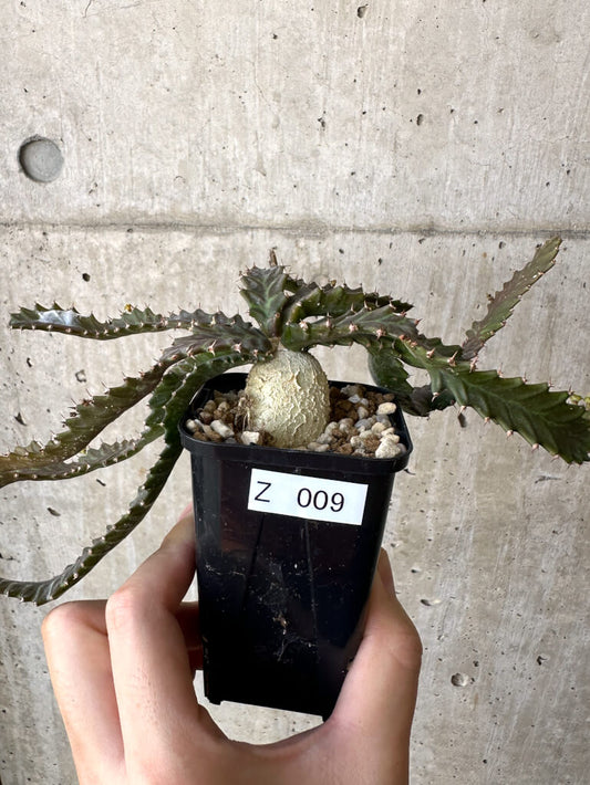 【現品限り】ユーフォルビア・ステラータ 飛竜【Z9】 Euphorbia stellata