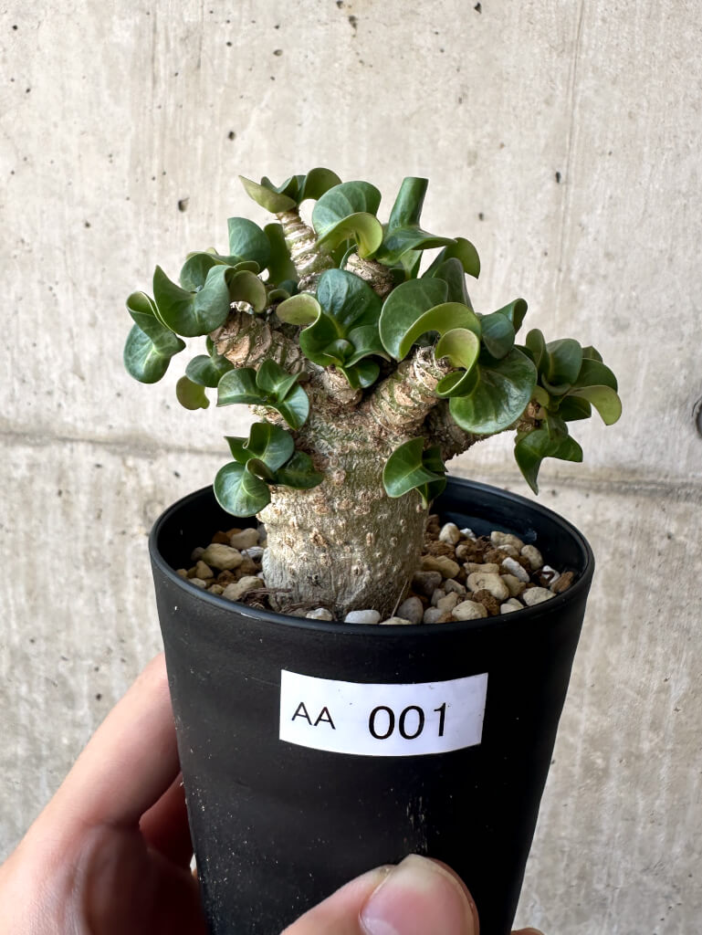 【現品限り】アデニウム・DHA 葉巻【AA1】 Adenium DHA