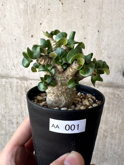 【現品限り】アデニウム・DHA 葉巻【AA1】 Adenium DHA