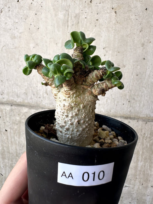 【現品限り】アデニウム・DHA 葉巻【AA10】 Adenium DHA