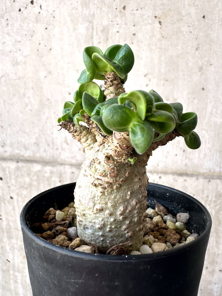 【現品限り】アデニウム・DHA 葉巻【AA10】 Adenium DHA